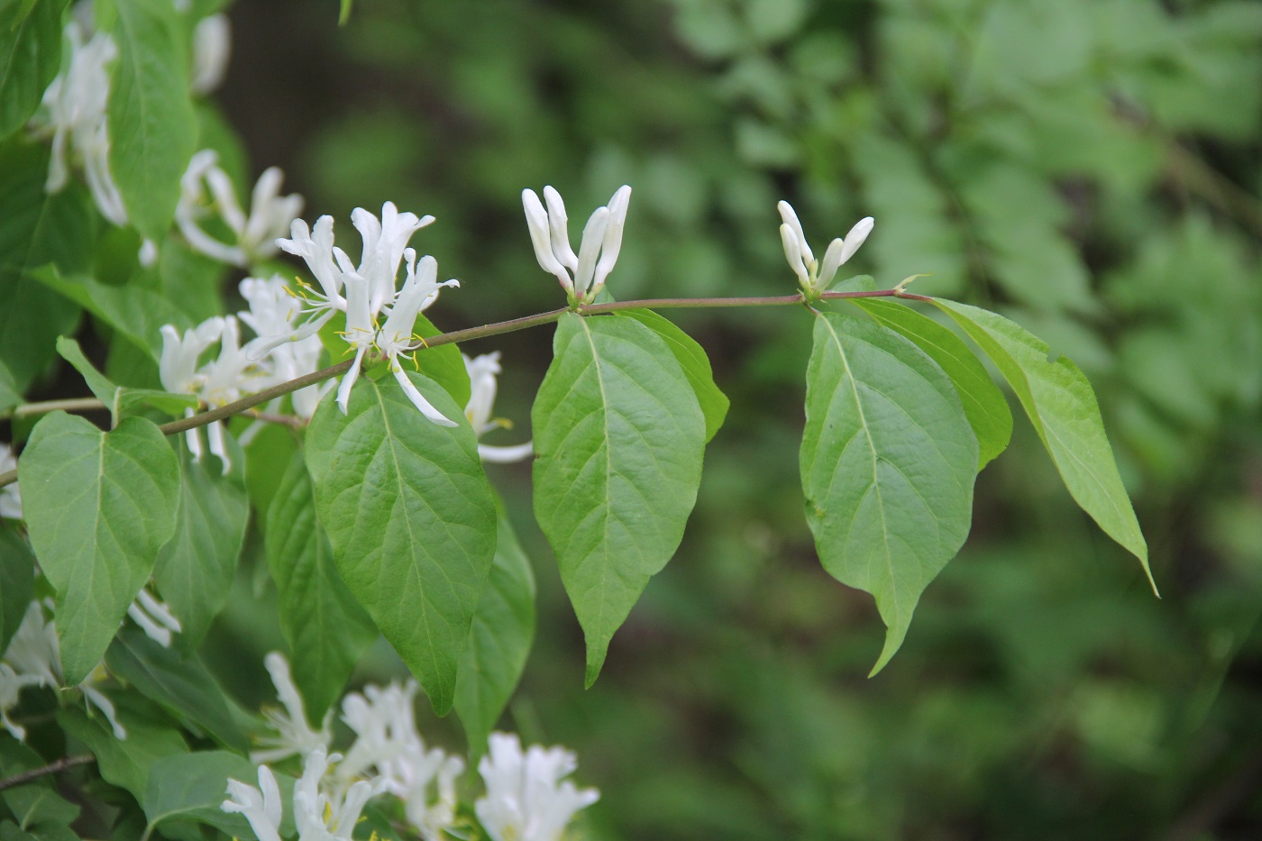 Image of Lonicera maackii specimen.