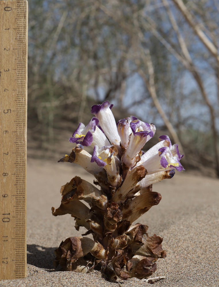 Image of Cistanche salsa specimen.