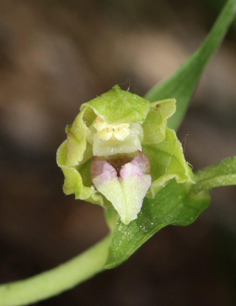 Image of Epipactis euxina specimen.