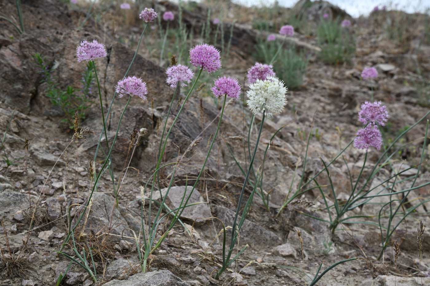 Image of Allium caricifolium specimen.