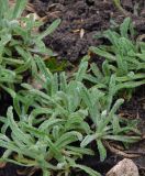 Achillea × lewisii