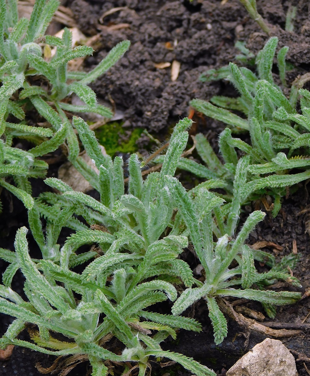 Изображение особи Achillea &times; lewisii.