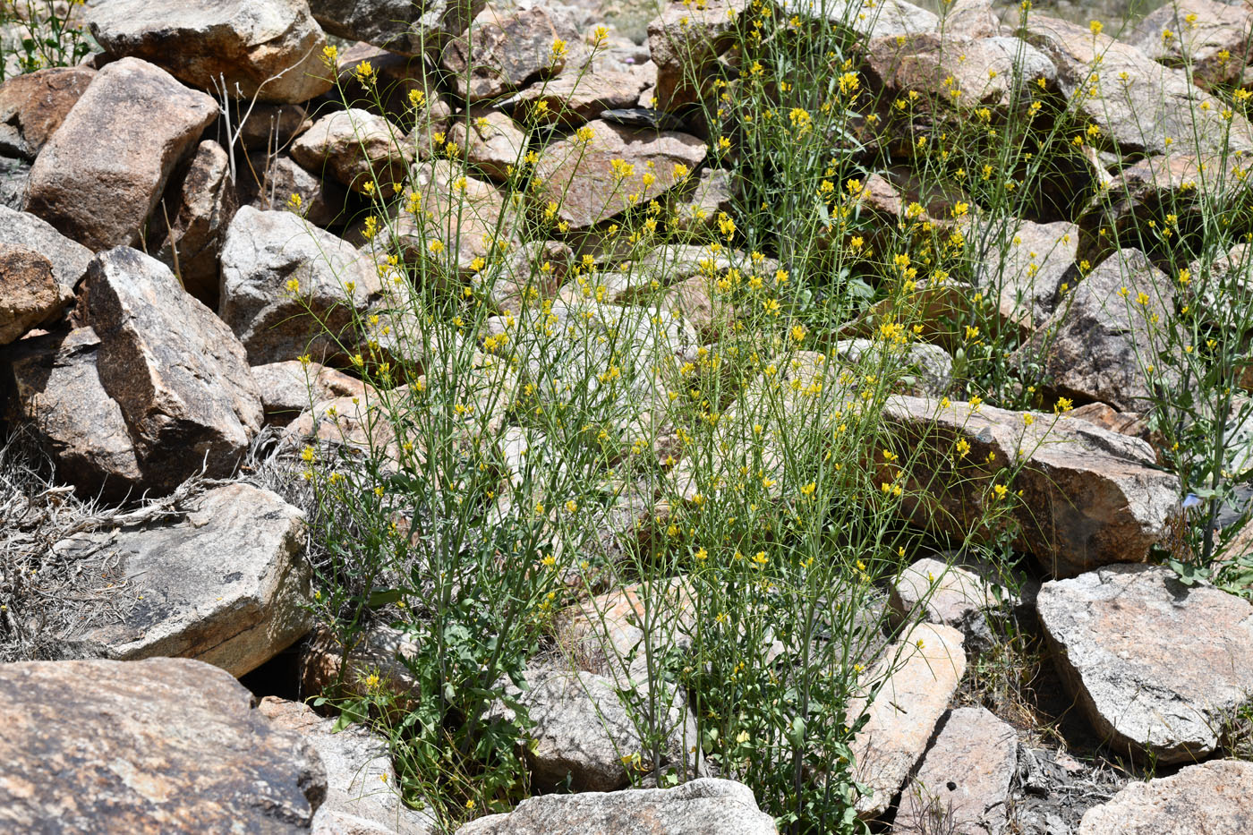 Image of Sisymbrium brassiciforme specimen.