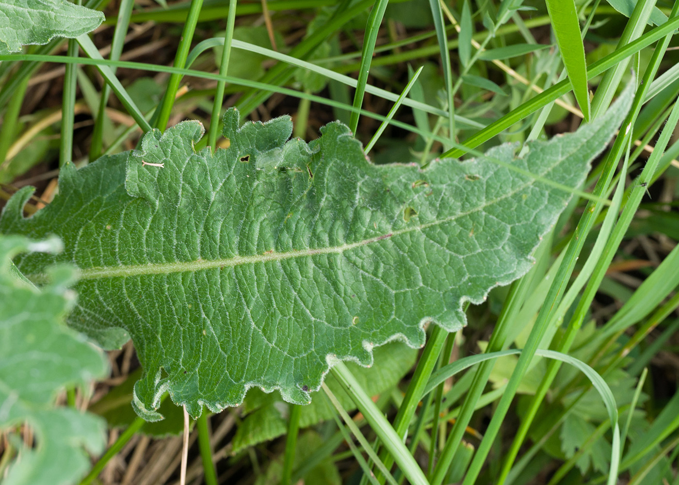 Image of Knautia montana specimen.