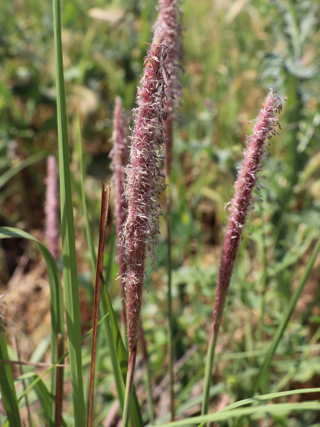 Image of Imperata cylindrica specimen.