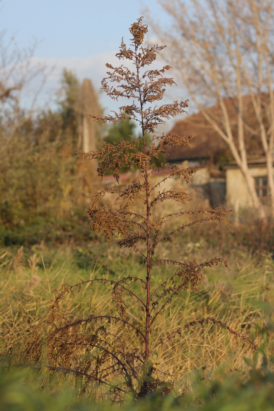 Image of Artemisia annua specimen.