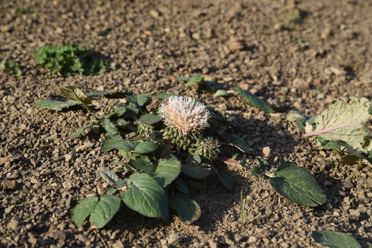 Image of Jurinella moschus specimen.