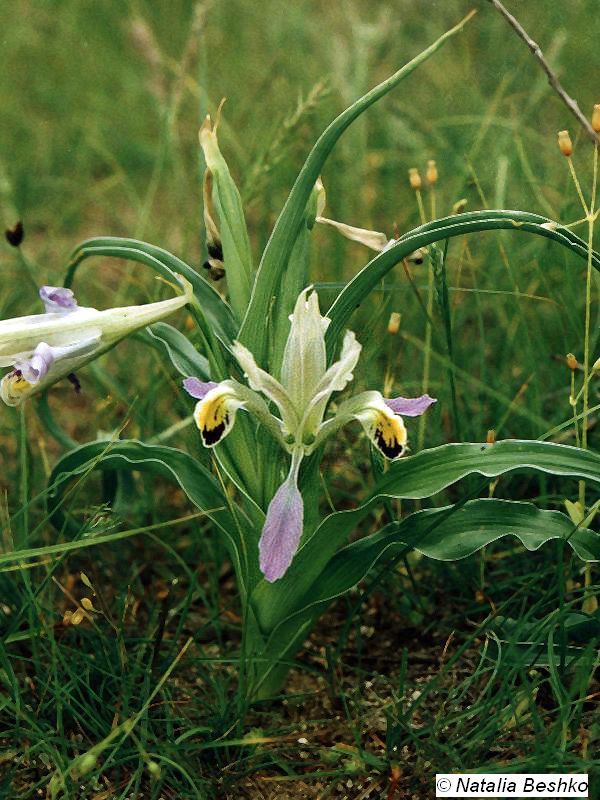 Image of Juno narbutii specimen.