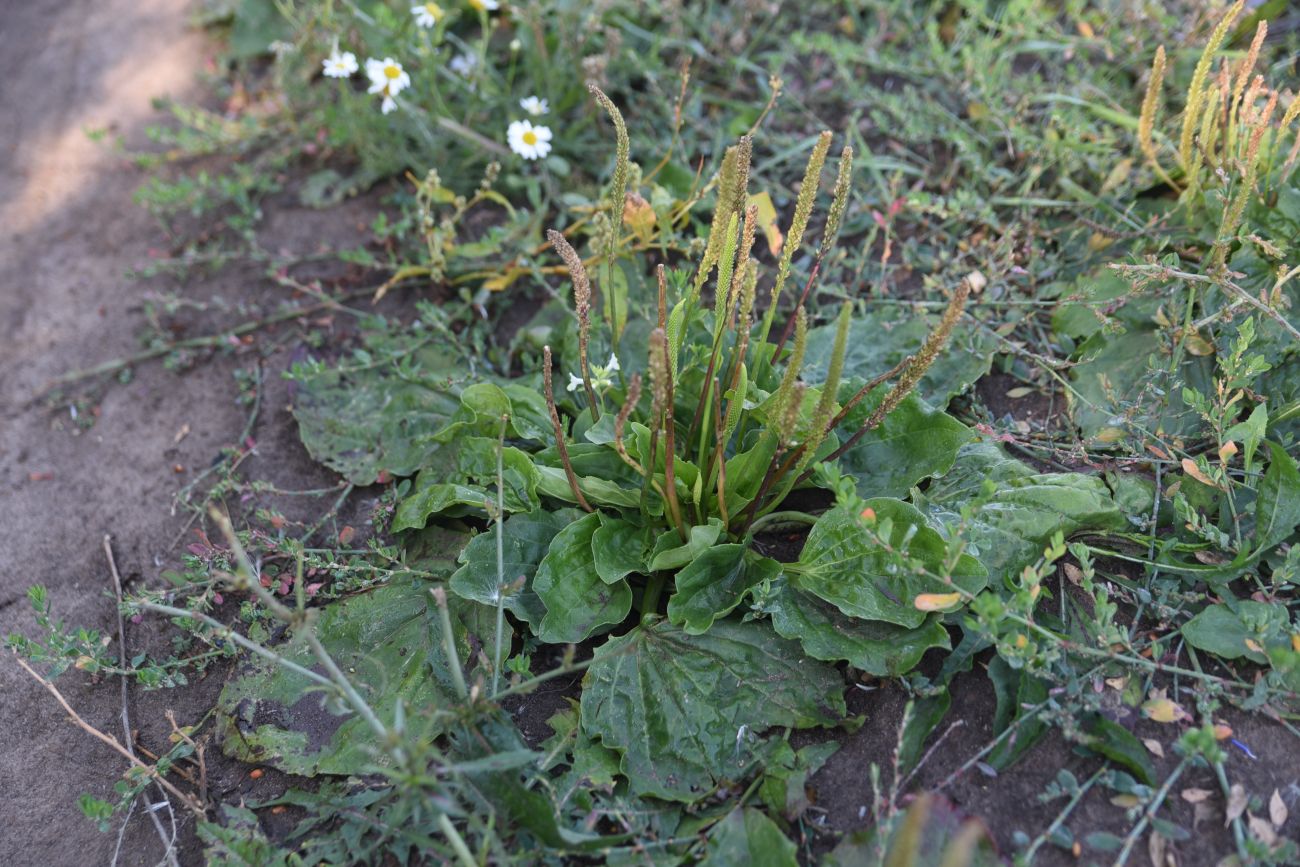 Изображение особи Plantago major.