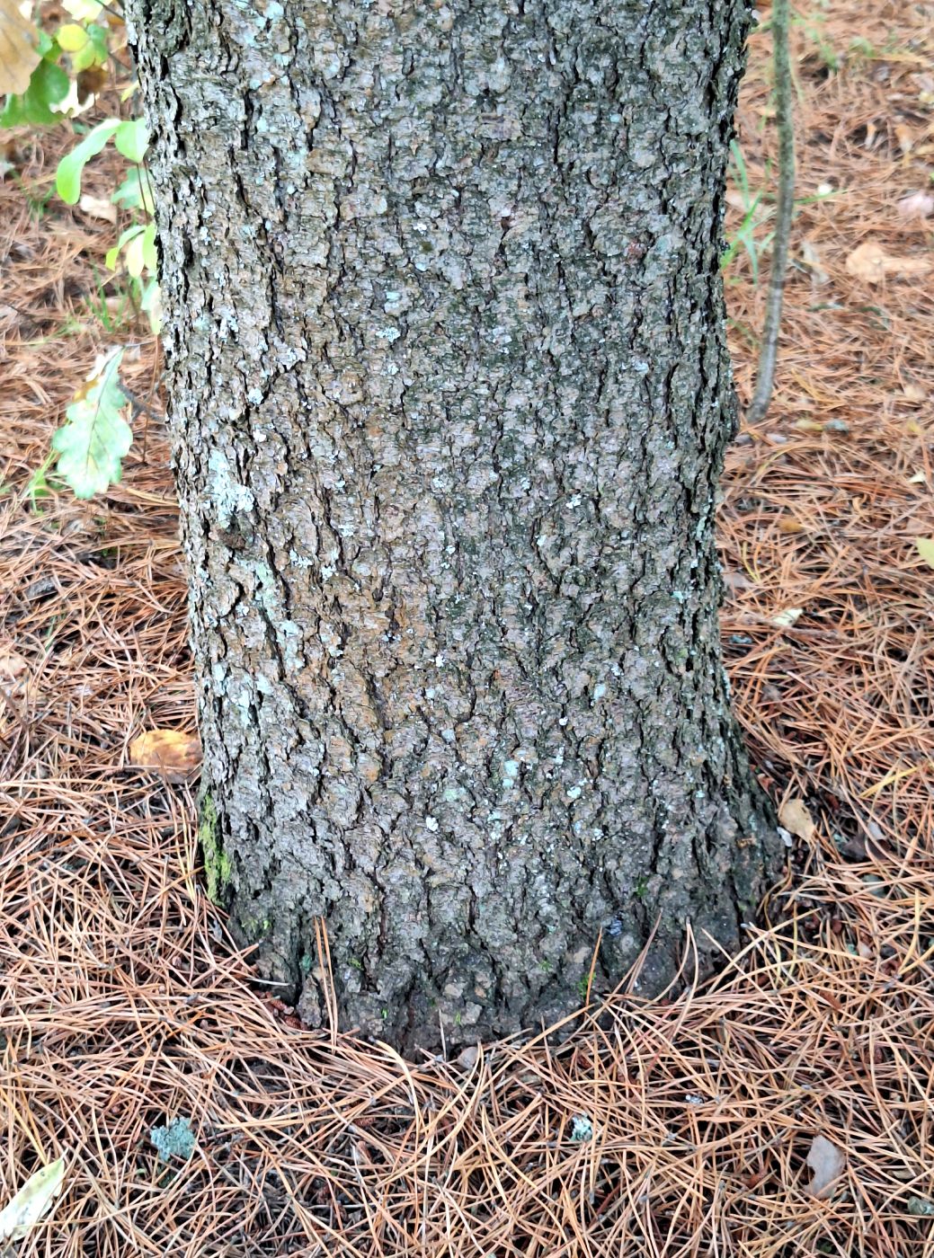 Image of Pinus contorta specimen.