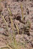 familia Poaceae