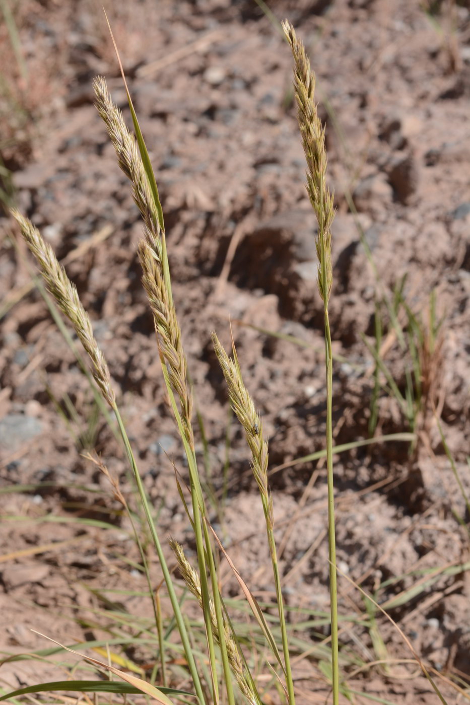 Image of familia Poaceae specimen.