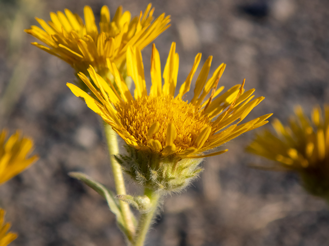 Изображение особи Inula oculus-christi.