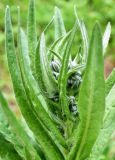 Cynoglossum officinale