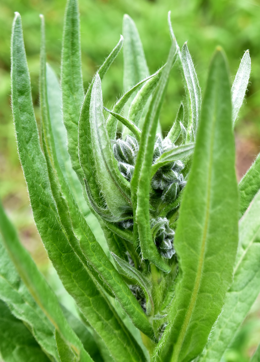 Изображение особи Cynoglossum officinale.