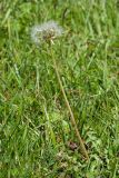 Taraxacum stenocephalum. Плодоносящее растение. Кабардино-Балкария, Черекский р-н, ЮВ склон горы Агачбаши, ≈ 2400 м н.у.м., альпийский луг. 30.07.2024.