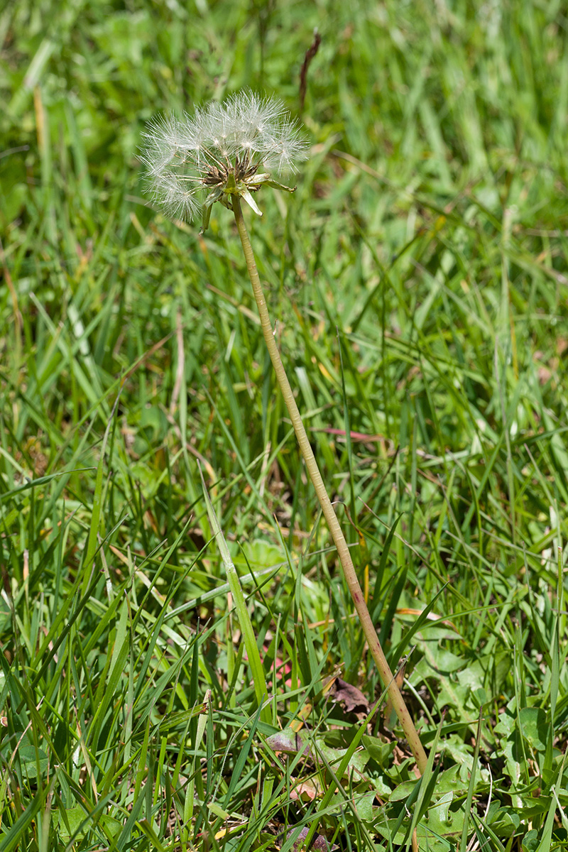 Image of Taraxacum stenocephalum specimen.