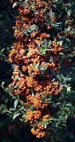 Pyracantha angustifolia