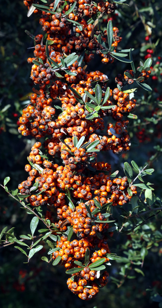 Image of Pyracantha angustifolia specimen.