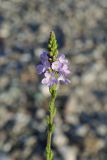 Verbena officinalis. Верхушка соцветия. Краснодарский край, г. Адлер, пойма р. Мзымта, песчано-галечниковые наносы. 06.09.2023.