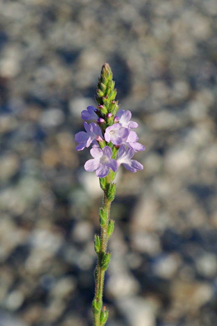 Изображение особи Verbena officinalis.
