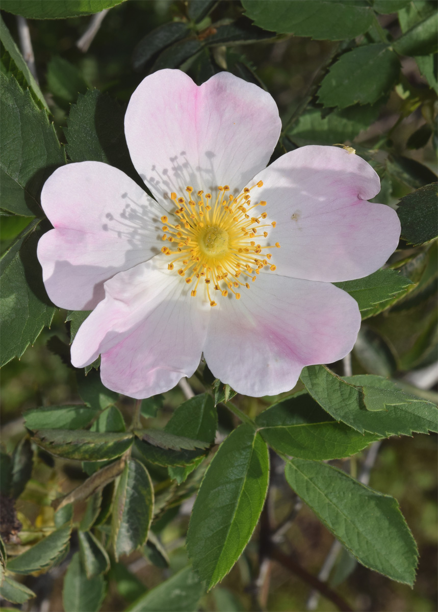 Image of Rosa canina specimen.