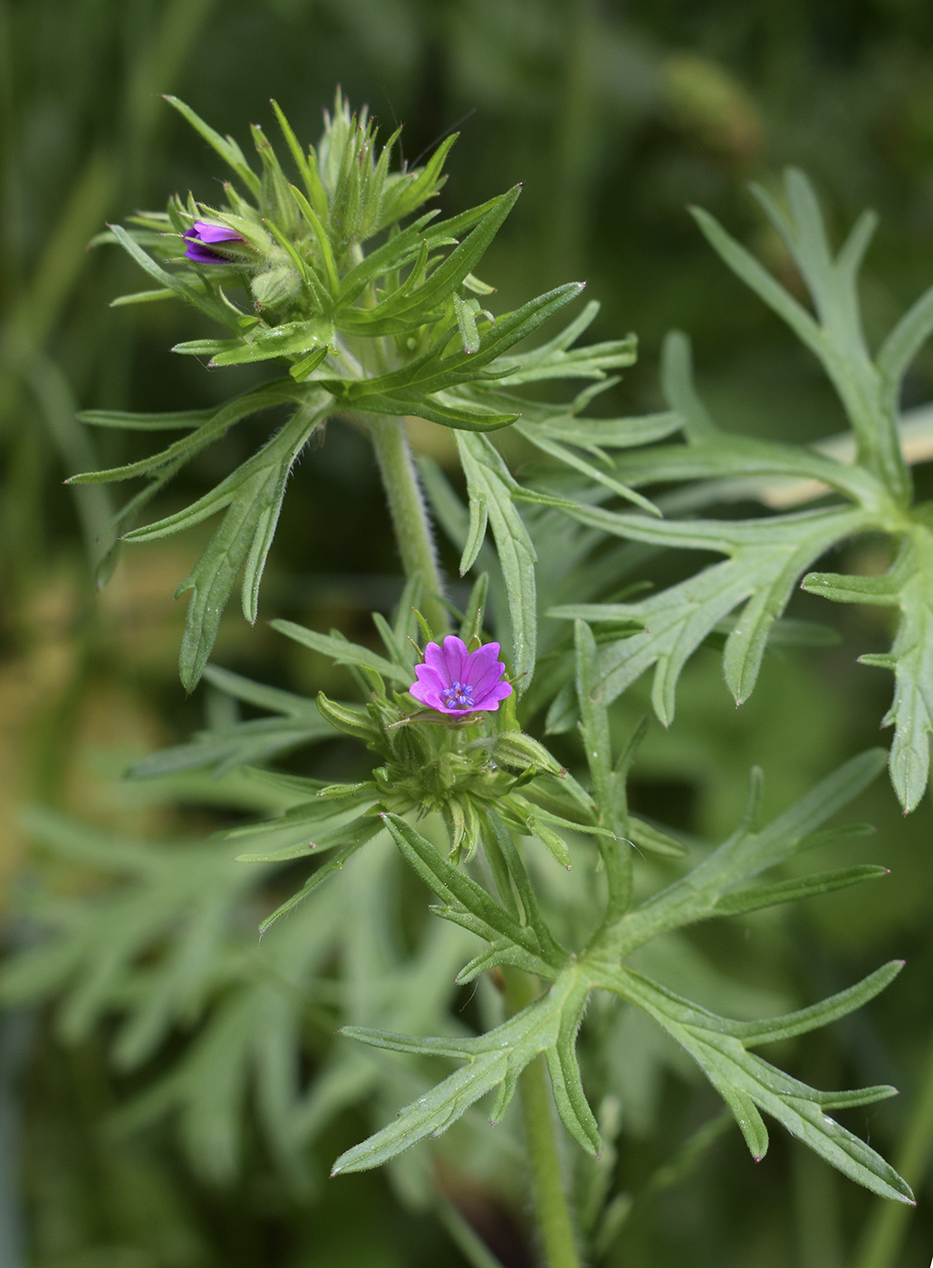 Image of Geranium dissectum specimen.
