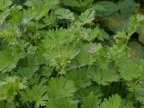 View full-size image Geranium pusillum