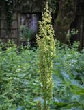 View full-size image Rumex alpinus