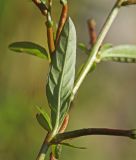 View full-size image Ludwigia epilobioides