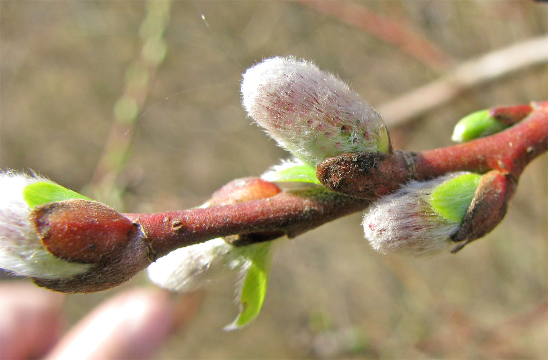 Изображение особи Salix myrsinifolia.