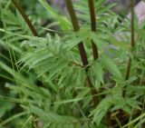 View full-size image Valeriana officinalis