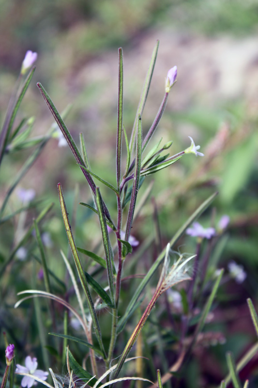 Image of Epilobium palustre specimen.