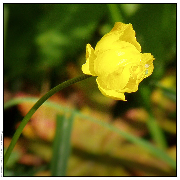 Изображение особи Trollius europaeus.