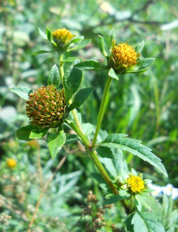 Image of Bidens tripartita specimen.