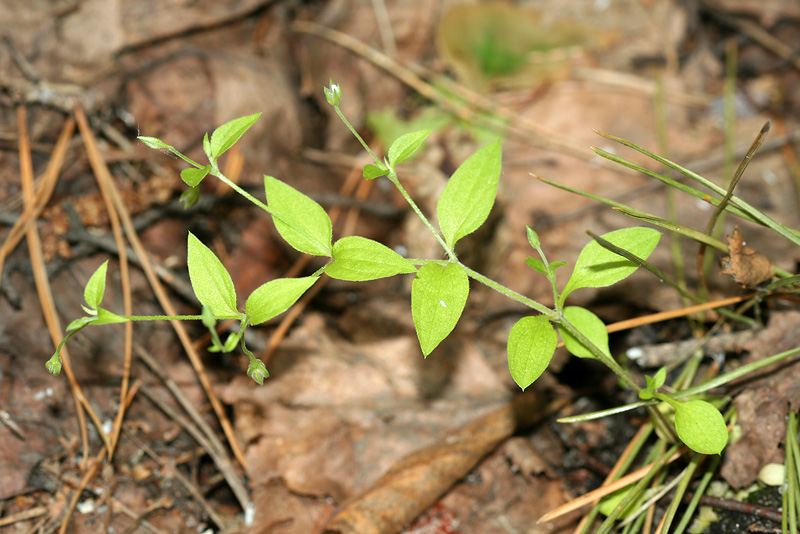 Image of Moehringia trinervia specimen.