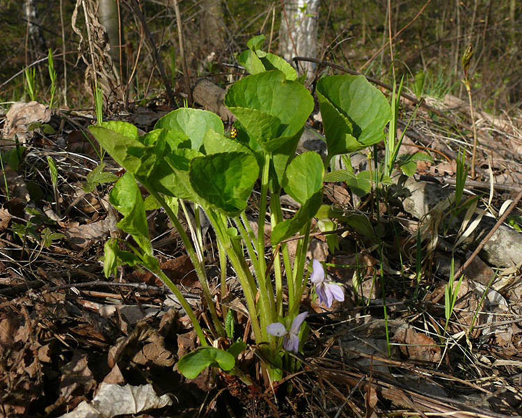 Image of Viola mirabilis specimen.