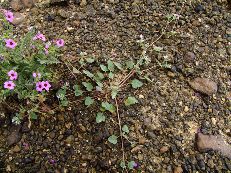 Image of Erodium oxyrhynchum specimen.