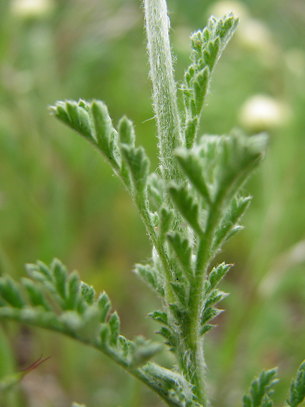 Image of Anthemis ruthenica specimen.