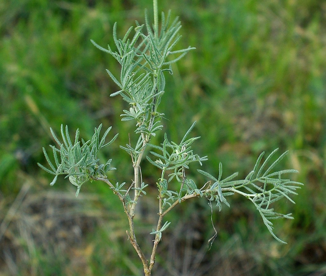 Изображение особи Astragalus falcigerus.