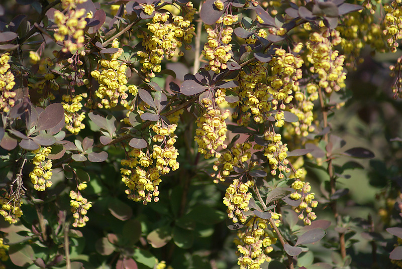 Изображение особи Berberis vulgaris.