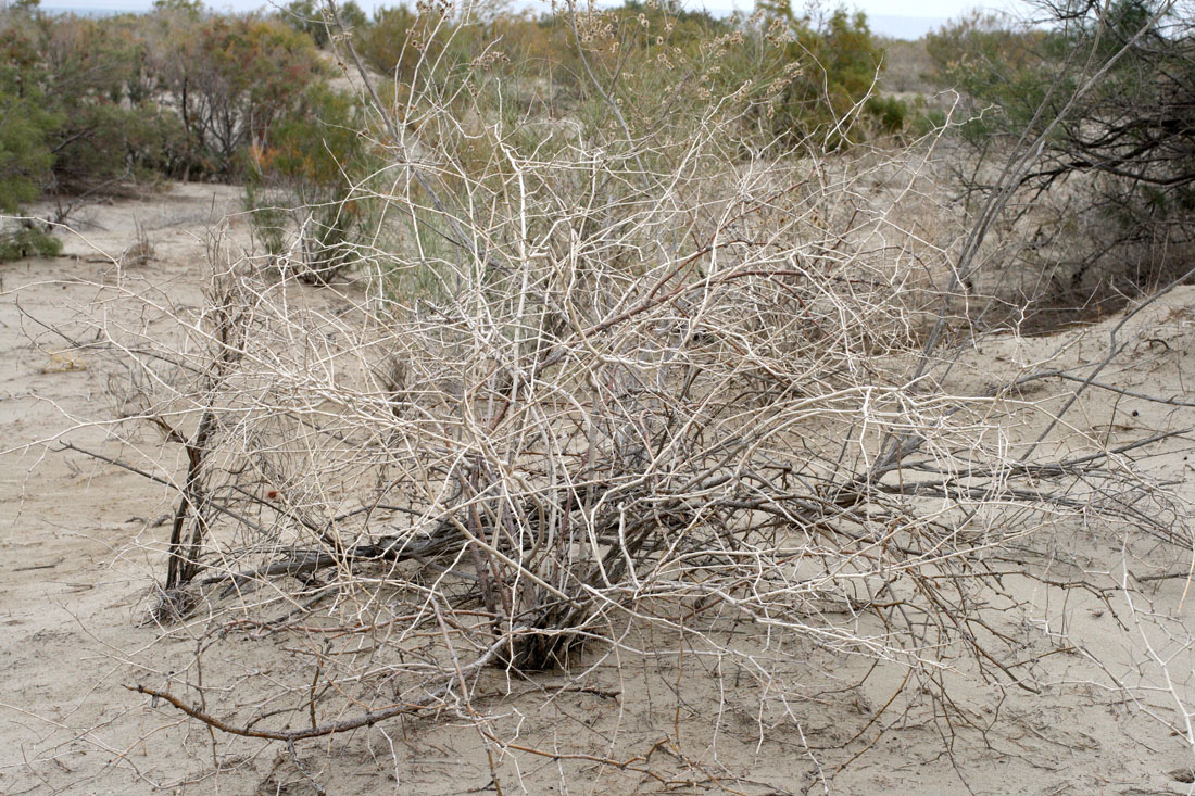 Image of genus Calligonum specimen.