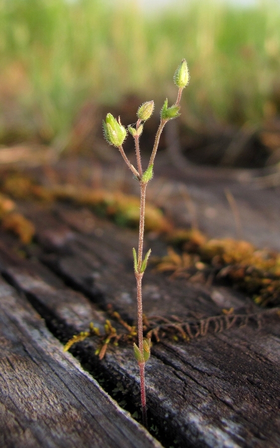 Изображение особи Arenaria uralensis.