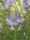 Veronica jacquinii