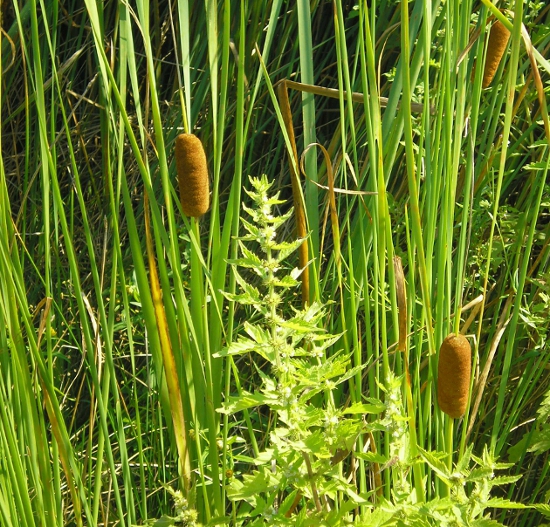 Изображение особи Typha laxmannii.