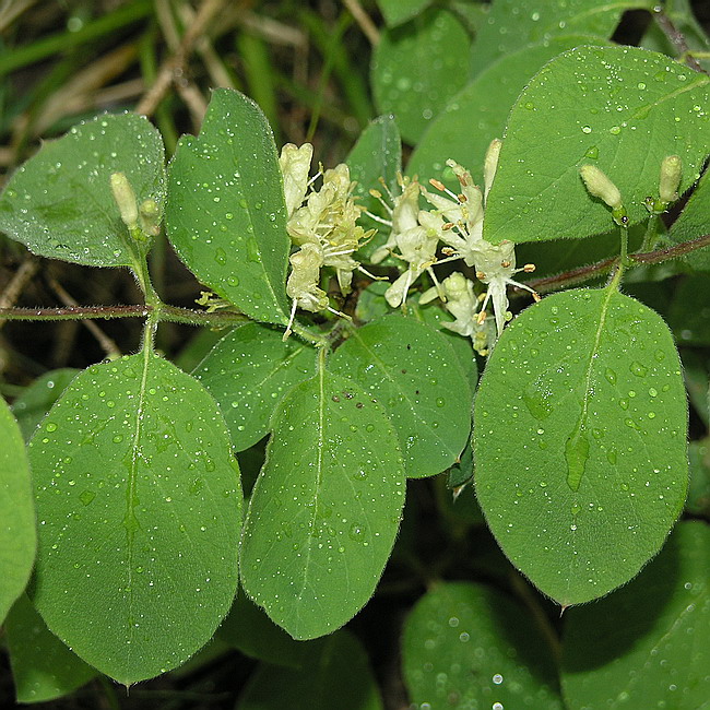 Изображение особи Lonicera xylosteum.