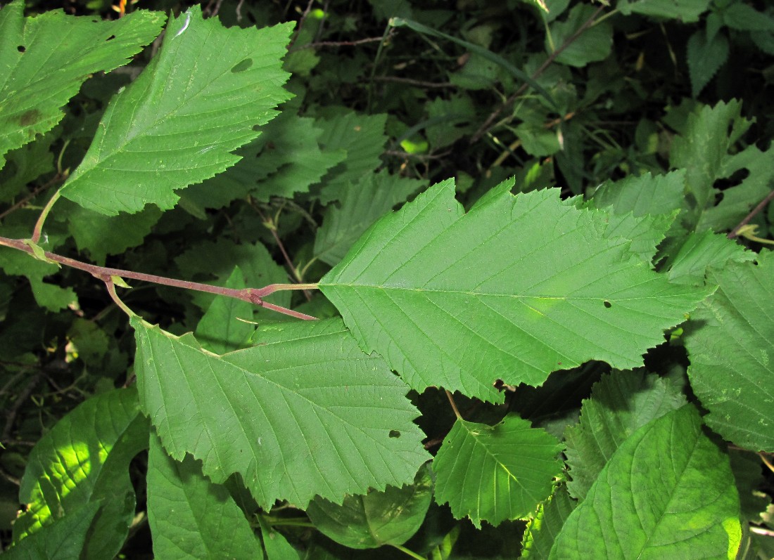 Image of Alnus incana specimen.