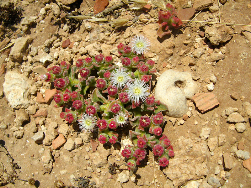 Изображение особи Mesembryanthemum crystallinum.