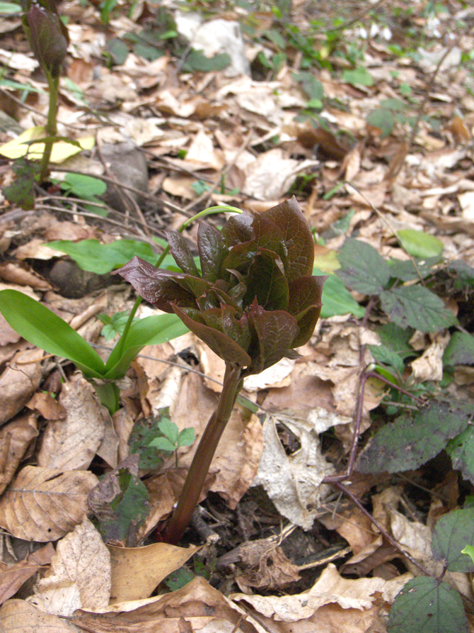 Image of Paeonia wittmanniana specimen.