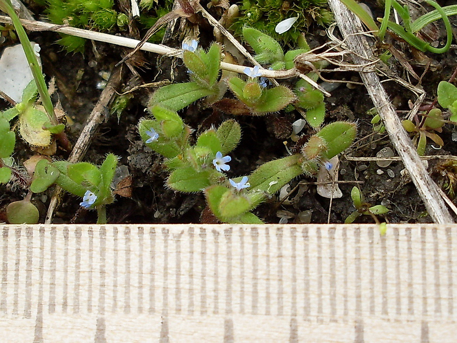 Image of genus Myosotis specimen.